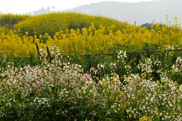 Fototapeta premium Flowering oilseed