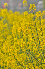 Obraz premium Flowering oilseed