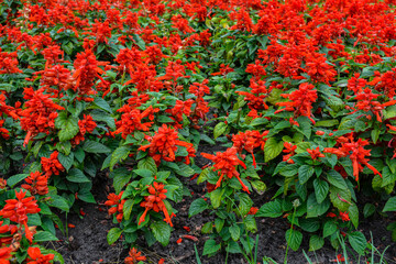 The flowerbed of Scarlet sage .Red Salvia (Salvia splendens)
