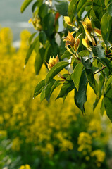  Loquat tree in sunrise