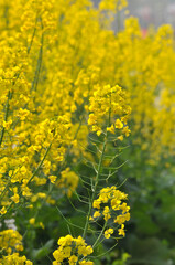 Obraz premium Flowering oilseed