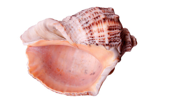 Large seashell sea shell conch closeup isolated transparent background photo PNG file