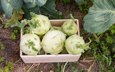 Green kohlrabi cabbage (vegetable) grows in the garden. Kohlrabi or turnip cabbage in a vegetable...
