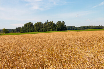 Landscape.Field Ripe grain ears before harvesting. Agriculture concept.