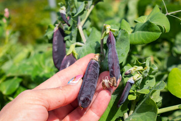 Purple peas. Harvest. Green pea. purple peas, rich in vitamin anthocyanin.Collecting the pod in the hands of a girl