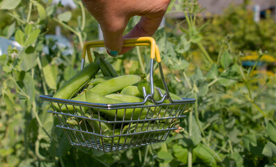 green pods of green peas, in a shopping basket against the background of growing peas. Harvest....