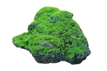 Rock covered in green moss isolated on transparent background