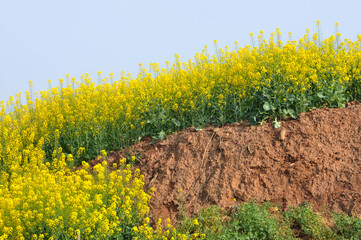 Obraz premium Blooming rapeseed