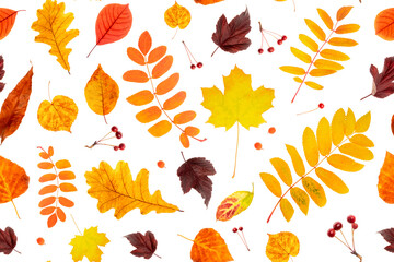 Seamless pattern of natural autumn leaves on a white background, as a backdrop or texture. Fall wallpaper for your design. Top view Flat lay