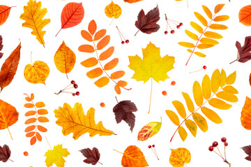 Seamless pattern of natural autumn leaves on a white background, as a backdrop or texture. Fall...