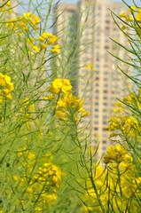 Blooming rapeseed