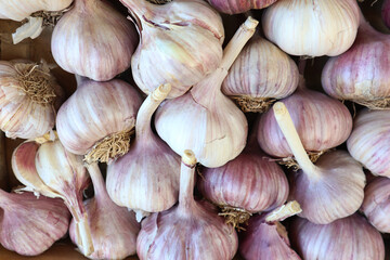 garlic heads close-up. fresh garlic harvest. a scattering of garlic