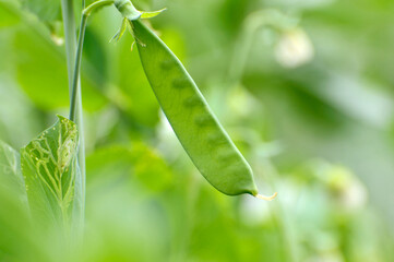 Green Pea 