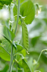 Green Pea 