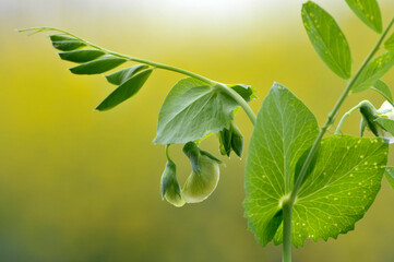 Green Pea 