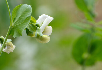 Green Pea 