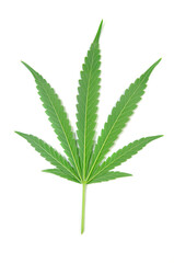 cannabis leaf isolated on white background