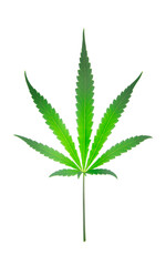 green cannabis leaf on white background