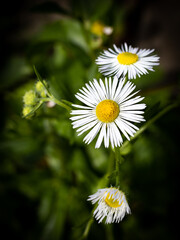 daisy flowers