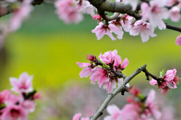 Peach blossom in spring time