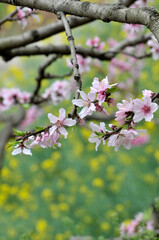 Peach blossom in spring time