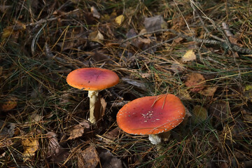 Red fly agarics grow in the forest among fallen leaves and needles in autumn