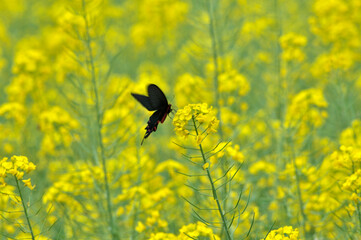 butterfly on a yellow oilseed flowers