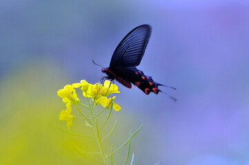 butterfly on a yellow oilseed flowers