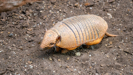 Armadillo - mammal with typical leathery armor shell