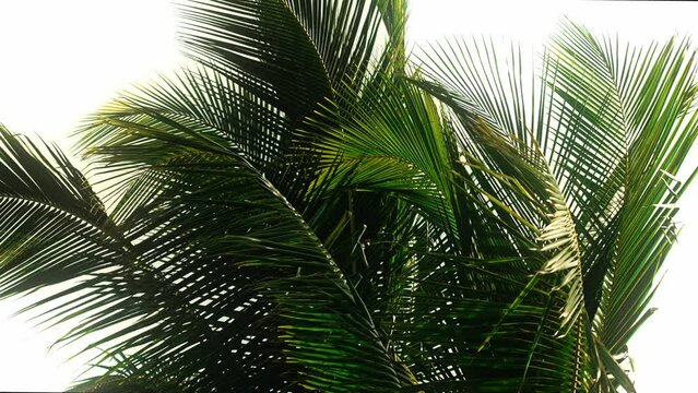 Palm Tree leaves blowing in the wind against a white background