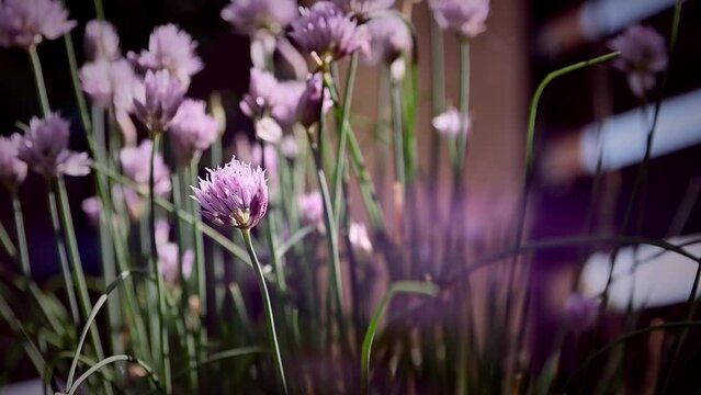 Background of pink flowers in the wild swaying with the wind breeze, cinematic shot with copy space