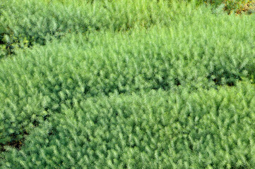 Rape field in Spring