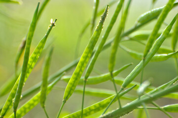 Rape field in Spring