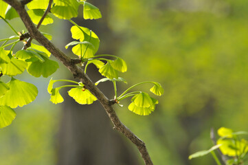 green ginkgo leaves in spring