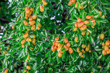 Sweet jujubes grow on jujube tree. Ripe date fruits in autumn season.