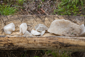 A piece of salt lies in the salt lick for animals. Salt for animals in a wooden trough.