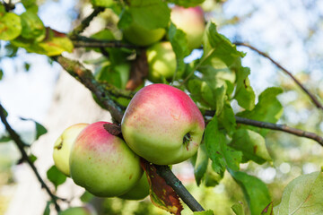 Beautiful apples on a tree branch