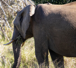 Female African elephant eating grass in the African savannah of the Kruger National Park in South Africa, where she lives in the wildlife with the other African animals. 