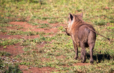 Warthog in the wild in the African savannah of South Africa's Kruger National Park, where this herbivorous animal enjoys African wildlife and is very attractive for safaris.