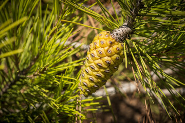 fruit of the pine tree in a branch, Racó de s'Estalella, s Estanyol de Migjorn, Llucmajor, Majorca, Spain