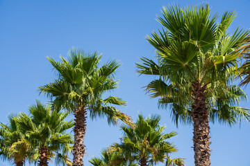 Fototapeta premium Washingtonia robusta, Mexican fan palm, family Arecaceae, FAN shopping center, Palma de Mallorca, Spain