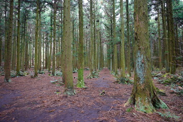 mossy cedar woods in autumn forest