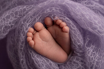 Soft feet of a newborn in a purple woolen blanket. Close-up of toes, heels and feet of a newborn baby.The tiny foot of a newborn. Studio Macro photography. Baby feet covered with isolated background. 