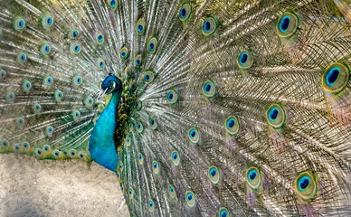 Fotobehang peacock with feathers © Nikolay