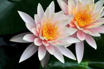 Blossoming waterlily flowers in pond