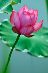 Blossoming lotus flowers in sunlight