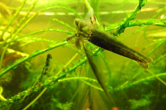 Atyopsis moluccensis - bamboo shrimp overgrown with algae
