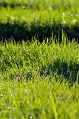 green grass with dew