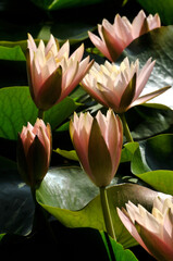 Blossoming waterlily flowers in pond