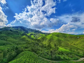 Fotobehang Tea Plantation at Cameron Highlands, Pahang, Malaysia  © Erwn